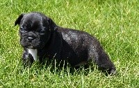 Riquita